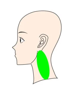 耳の下から首すじにかけて、こりが出やすい場所を示した図
